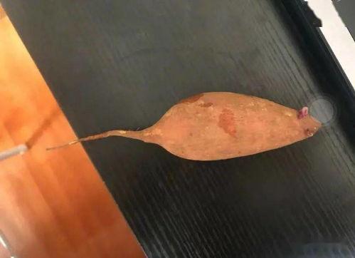 吃瓜人吃瓜魂,揭秘网络时代的“瓜文化”现象